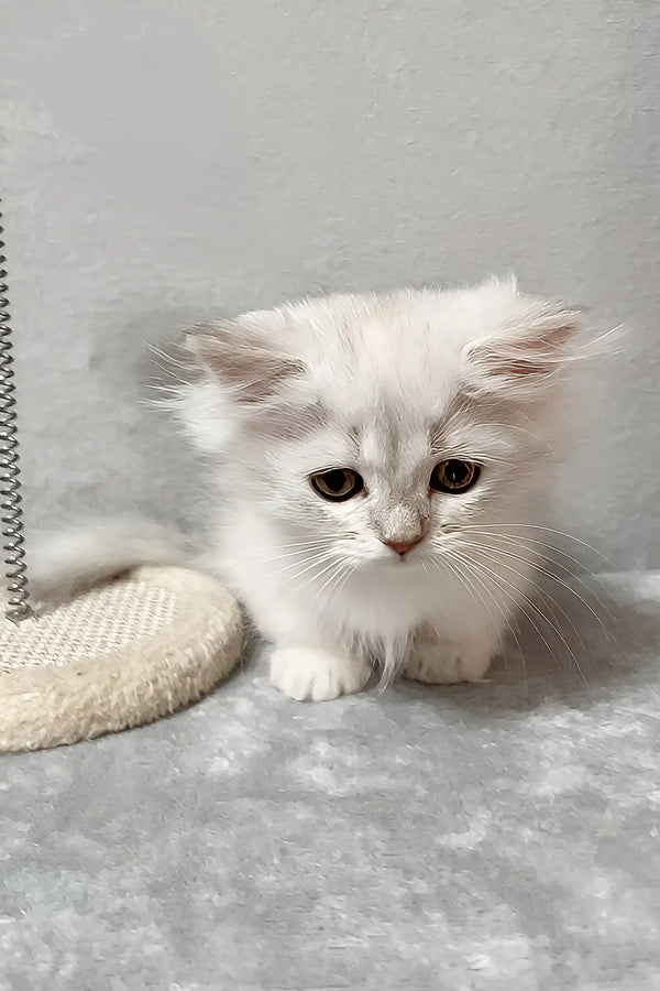 Kizune | munchkin kitten