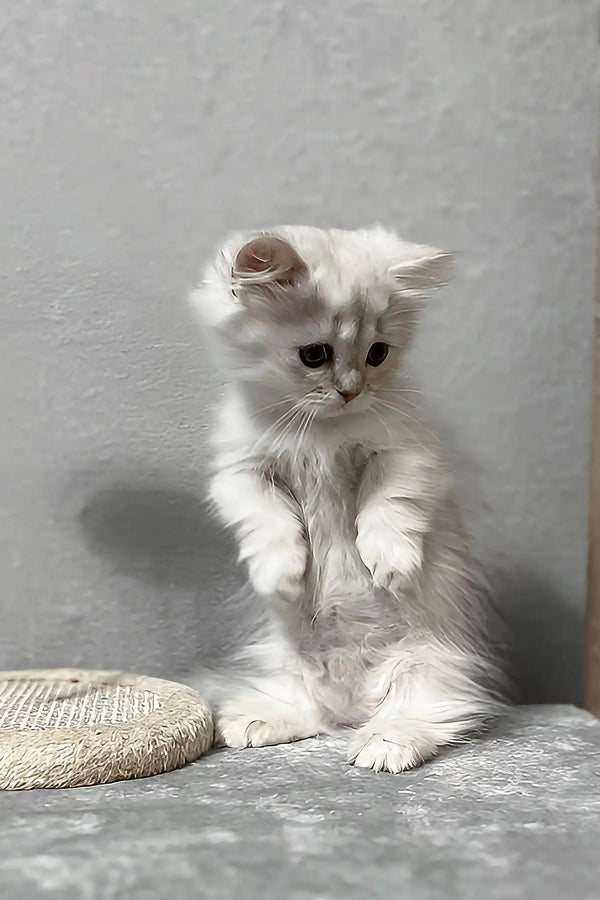 Kizune | munchkin kitten