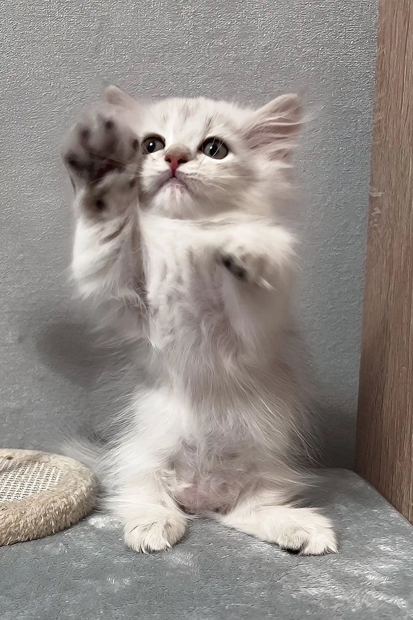 Kizune | munchkin kitten