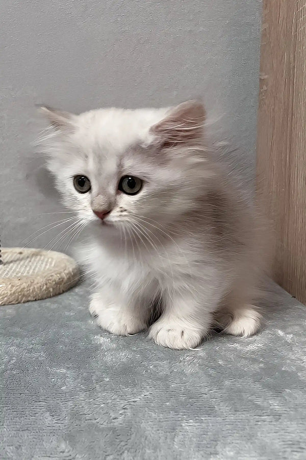 Kizune | munchkin kitten