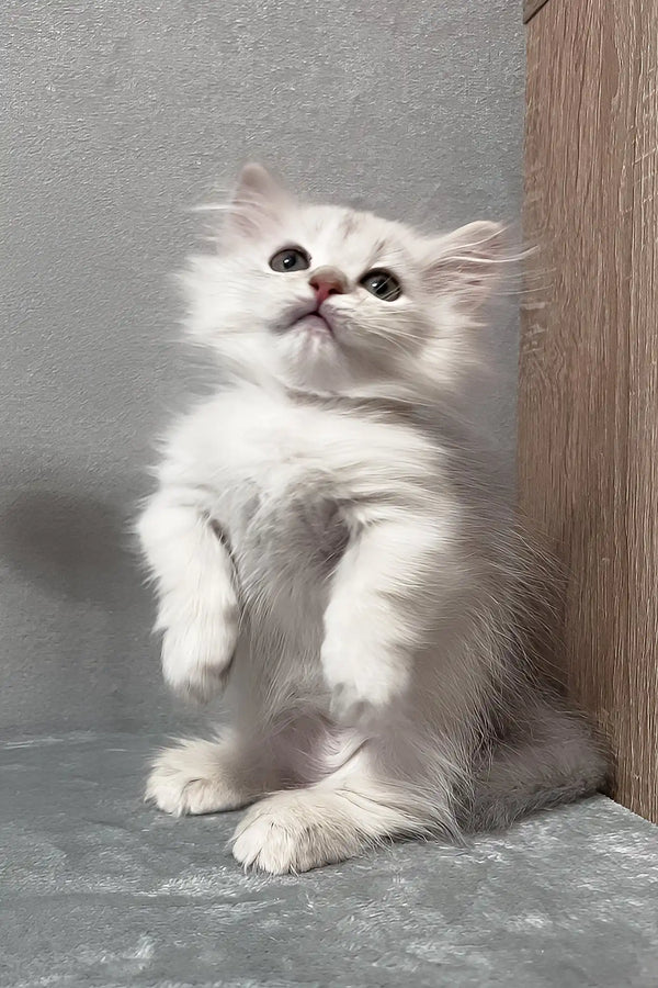 Kizune | munchkin kitten