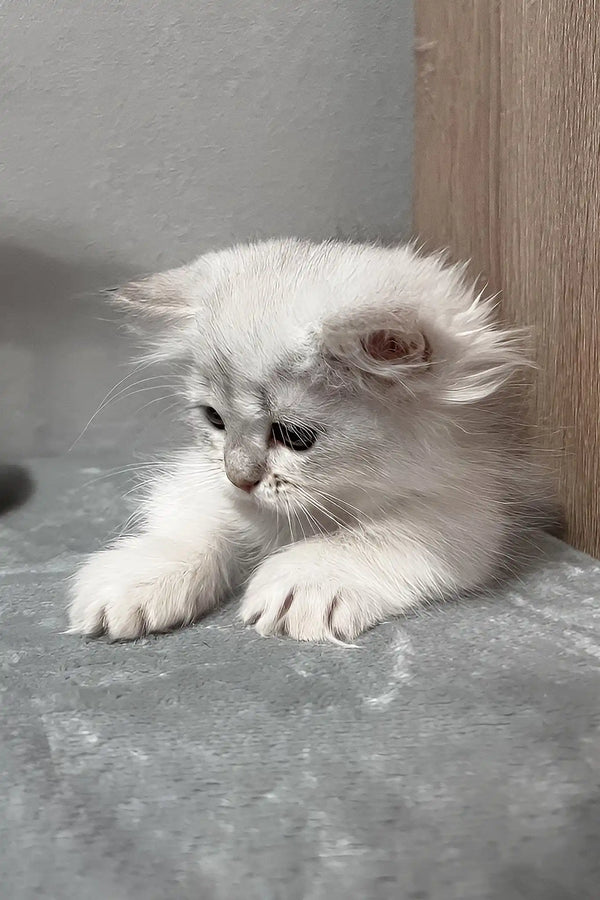 Kizune | munchkin kitten