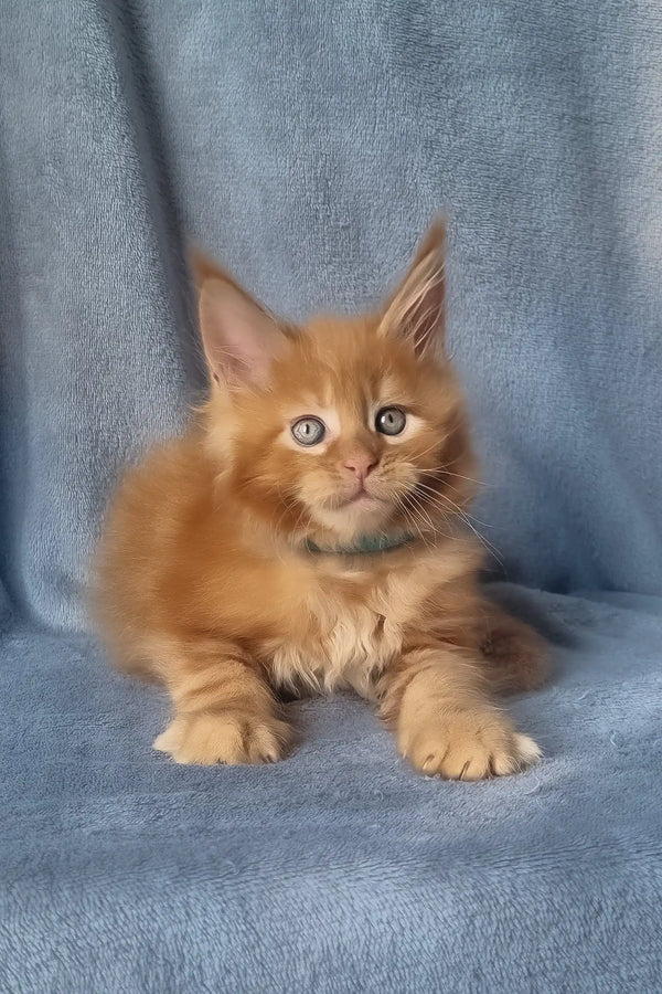 Klaus | maine coon kitten