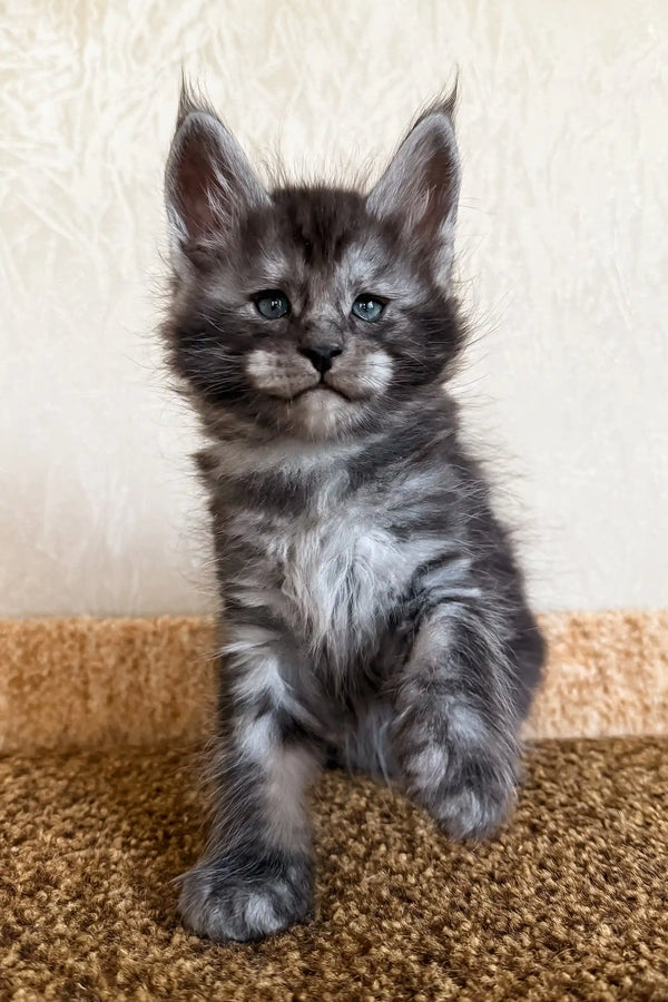 Klays | maine coon kitten