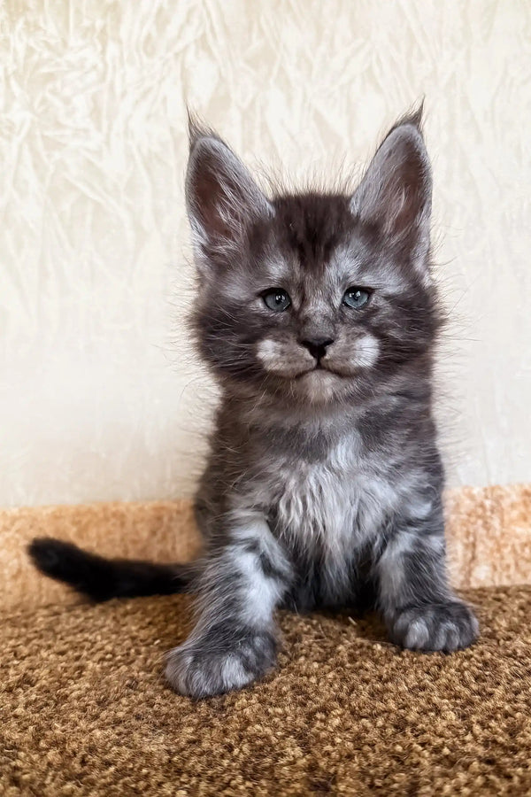 Klays | maine coon kitten