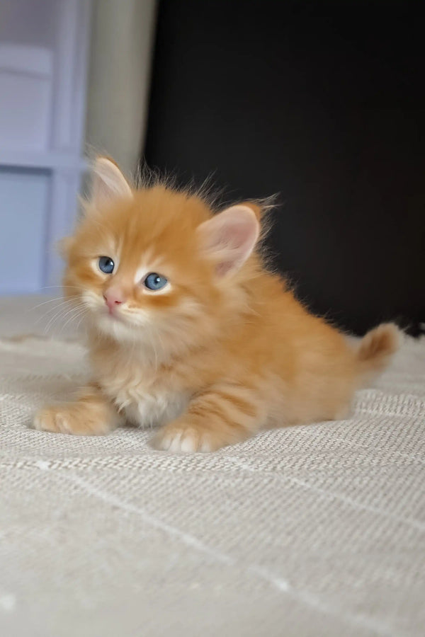 Klim | siberian kitten