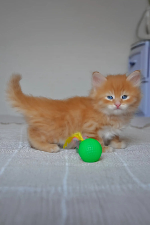 Klim | siberian kitten