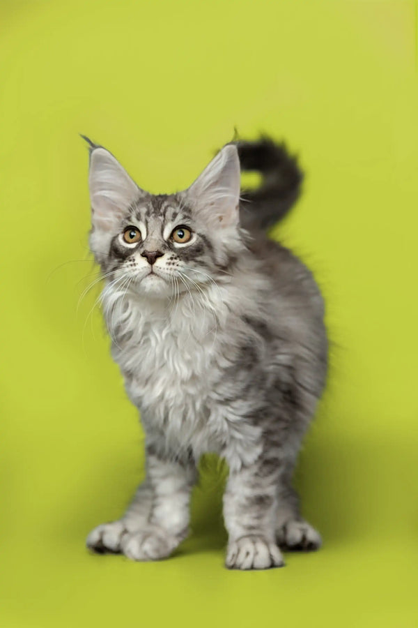Gray and white Maine Coon kitten with fluffy tail and alert eyes, perfect for a new friend