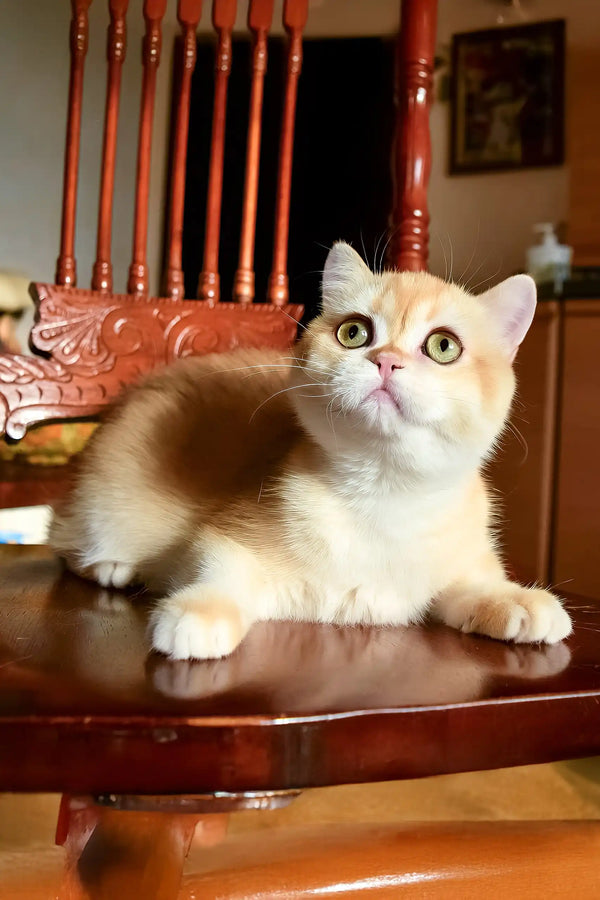 Kollin | british shorthair kitten