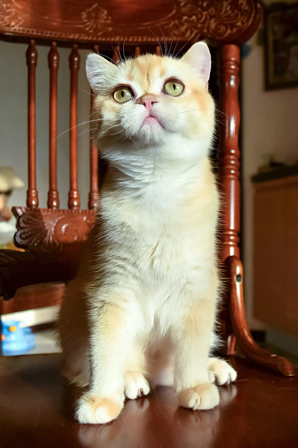 Kollin | british shorthair kitten