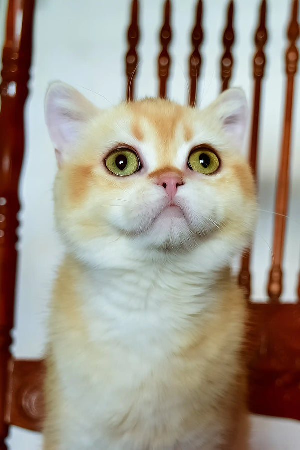 Kollin | british shorthair kitten