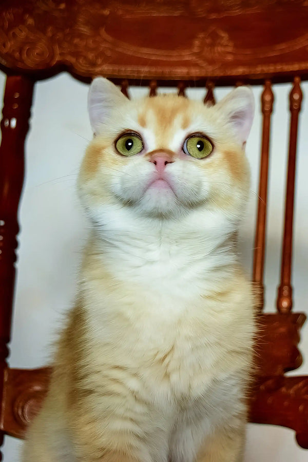 Kollin | british shorthair kitten