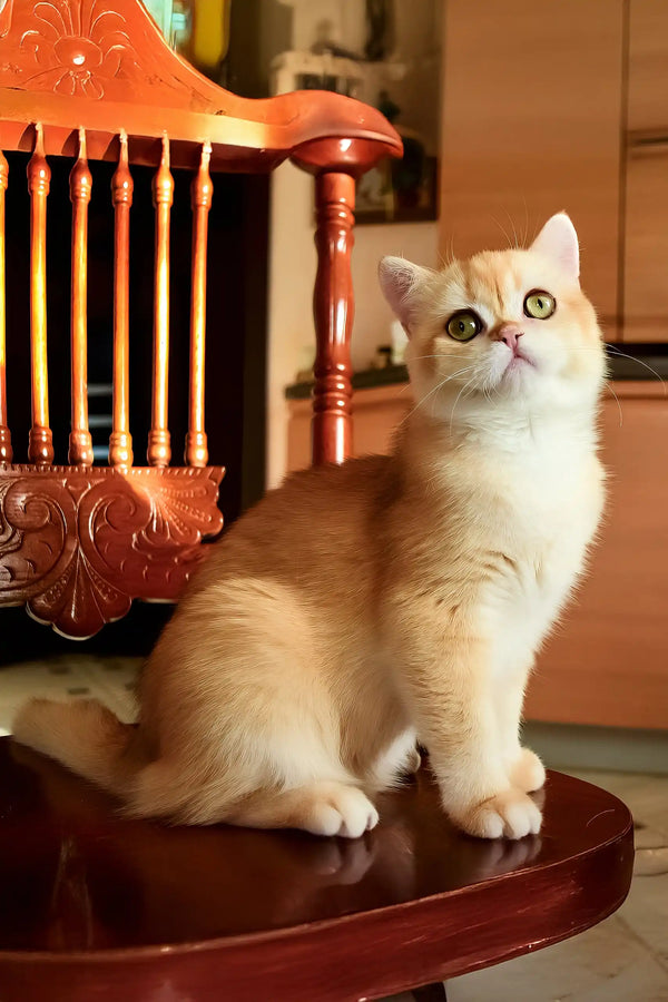 Kollin | british shorthair kitten