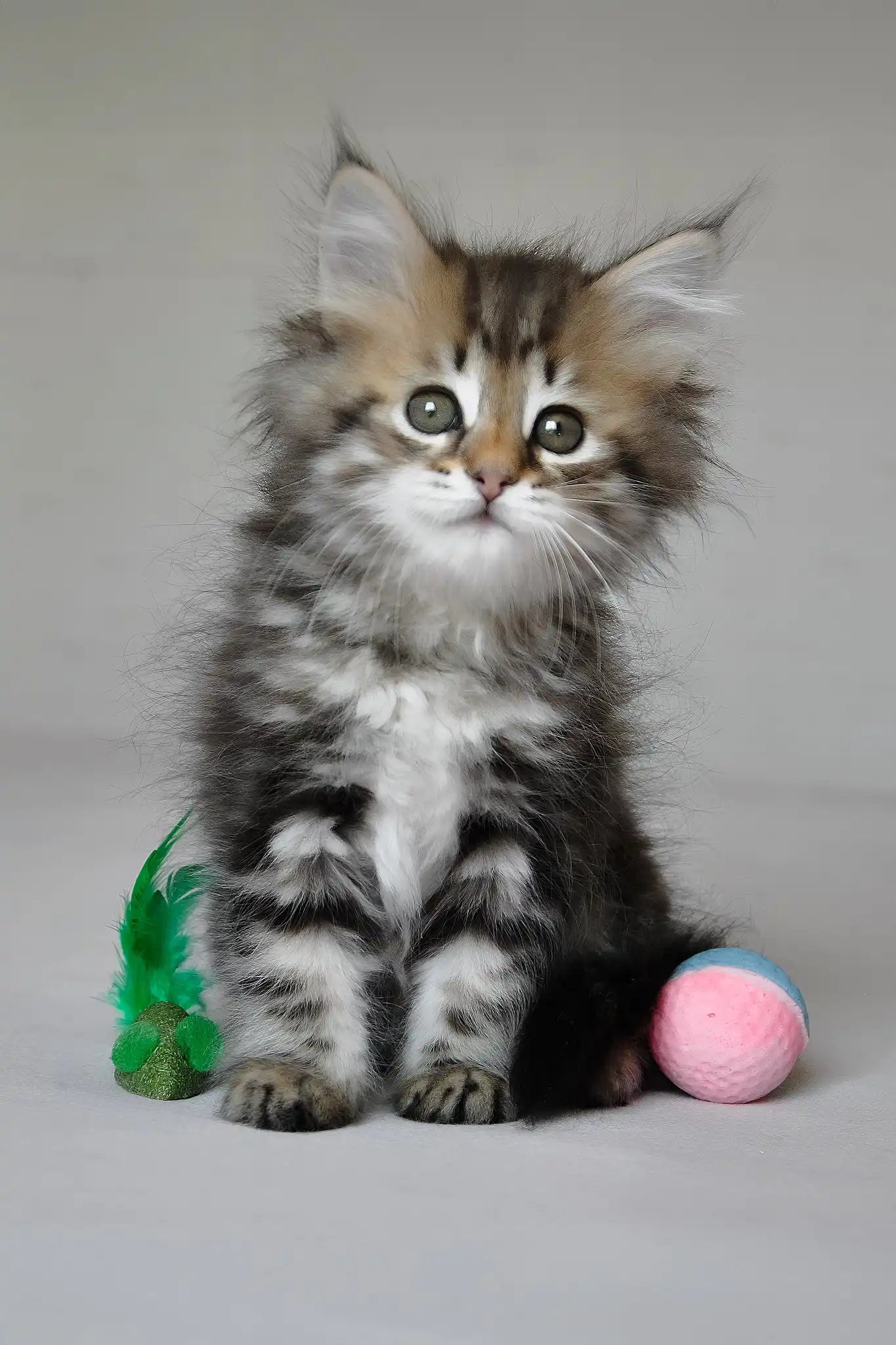 Kefir Large Russian Cat Kora The Fluffy Siberian Kitten With Green