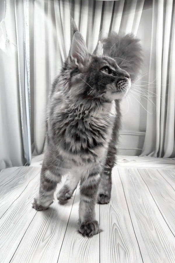 Kris | maine coon kitten