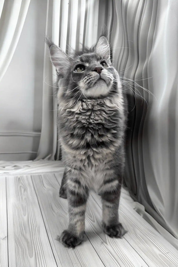 Kris | maine coon kitten