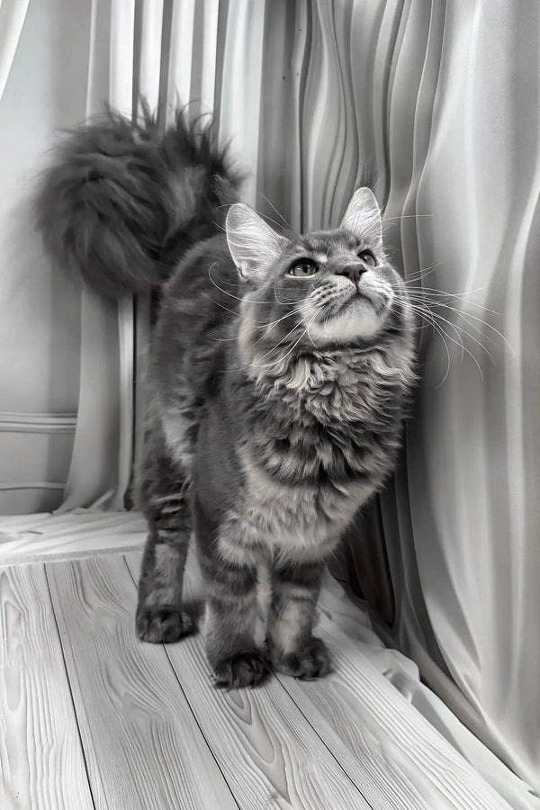 Kris | maine coon kitten