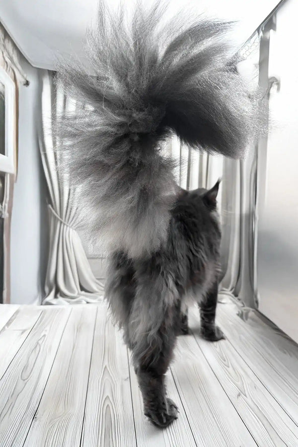 Kris | maine coon kitten