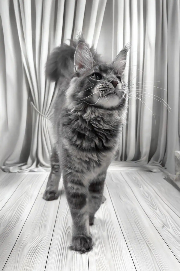 Kris | maine coon kitten