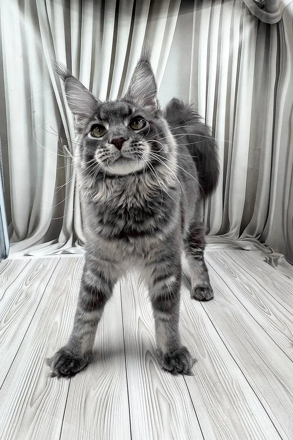 Kris | maine coon kitten