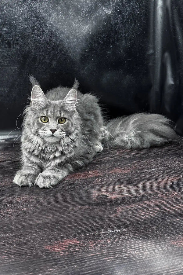 Krista | maine coon kitten