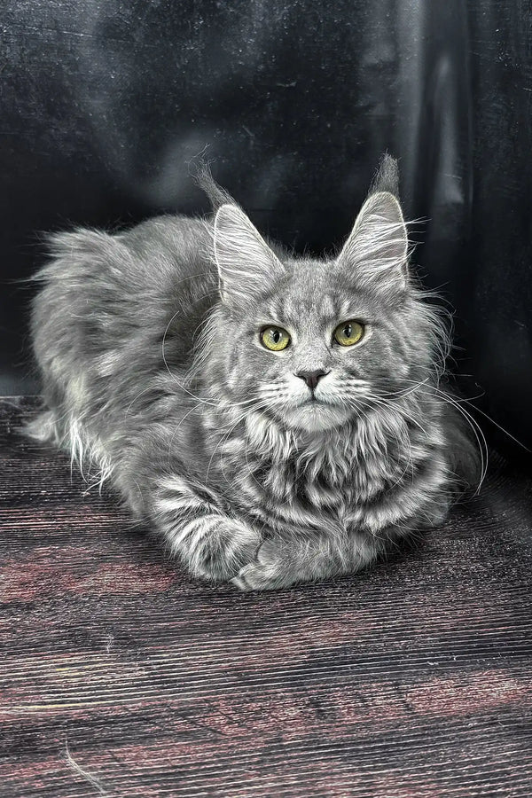Krista | maine coon kitten