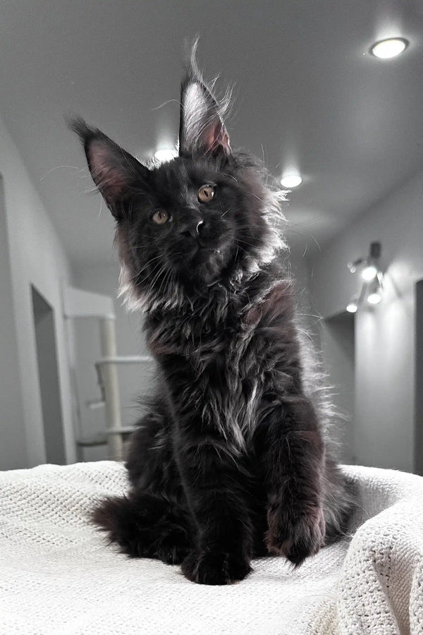 Kristiano | maine coon kitten
