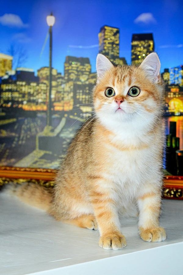 Cute Scottish Straight Kitten with wide eyes against a vibrant city skyline