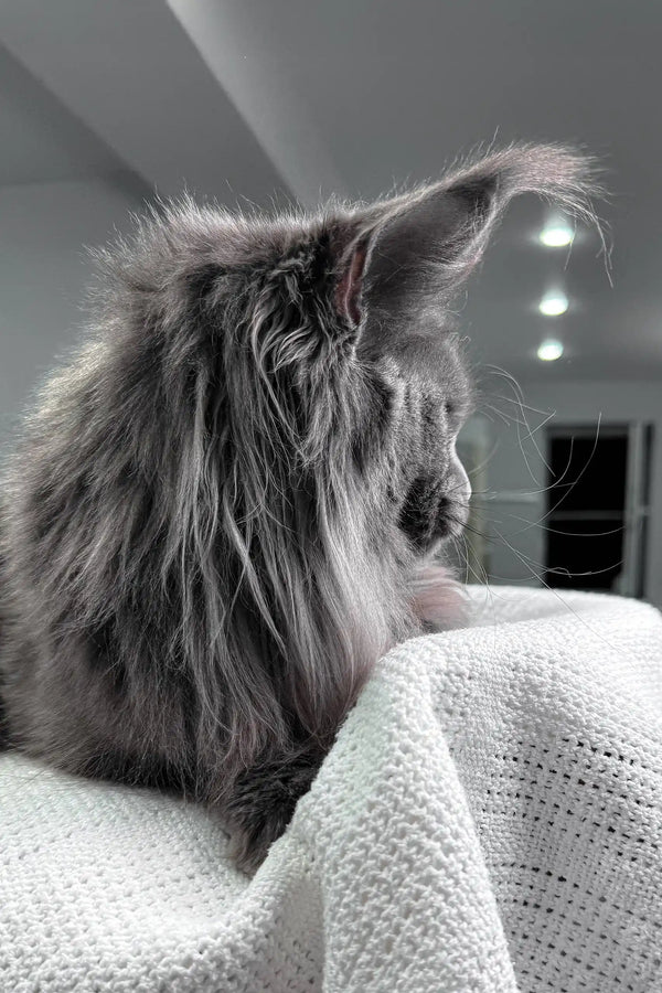 Fluffy gray Maine Coon cat from Lagune Maine Coon Kitten product line