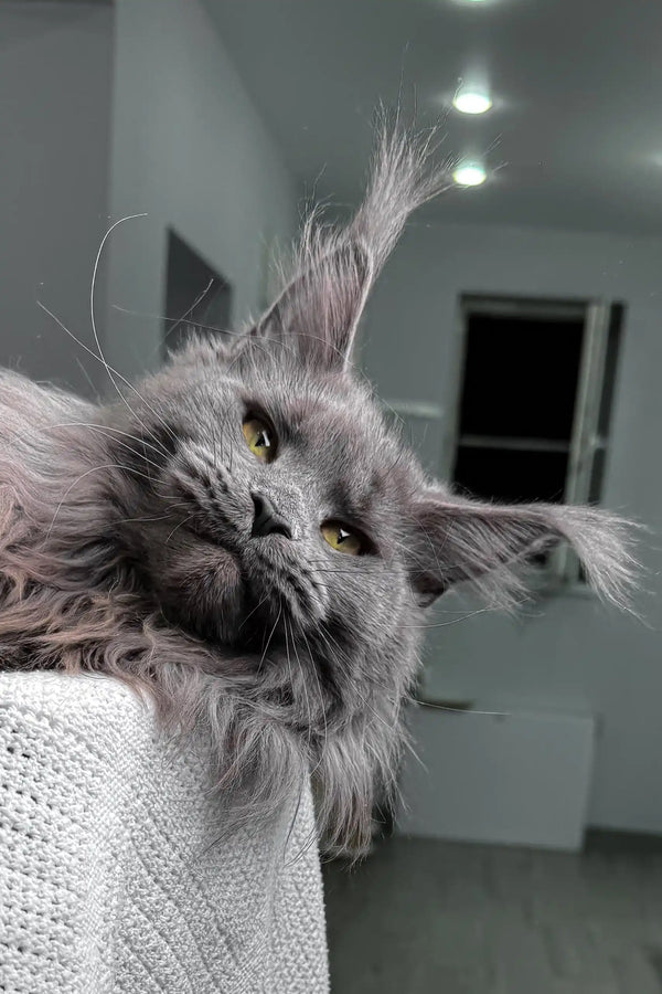 Gray Maine Coon cat from Lagune, perfect for your new kitten collection