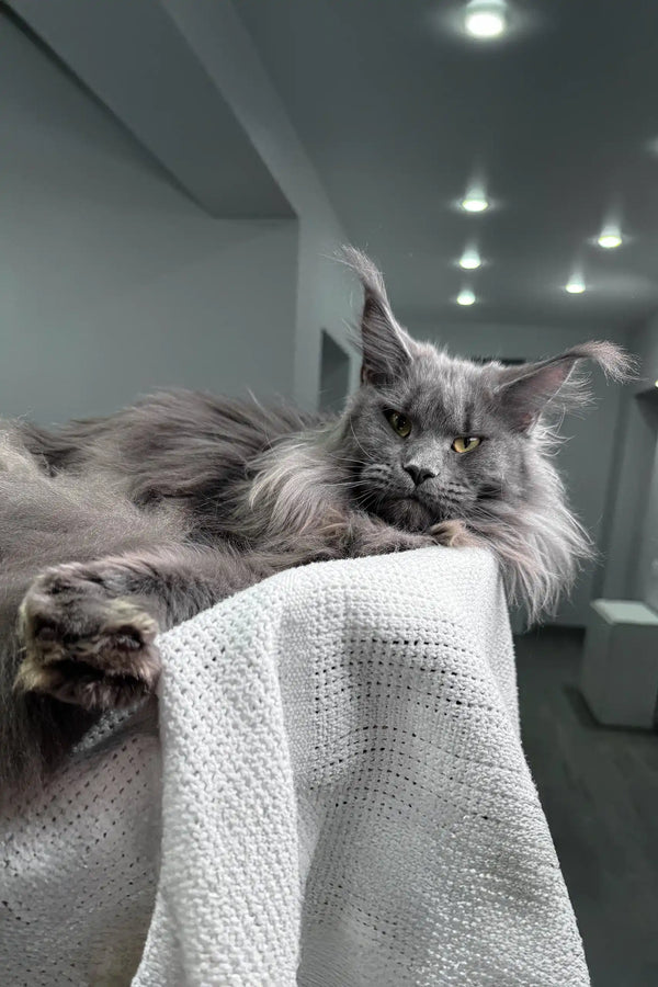 Gray Maine Coon cat featured in Lagune Maine Coon Kitten product