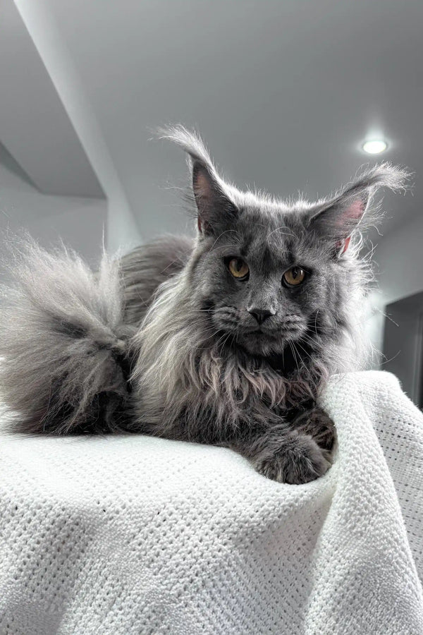Majestic gray Maine Coon cat featured in Lagune Maine Coon Kitten product