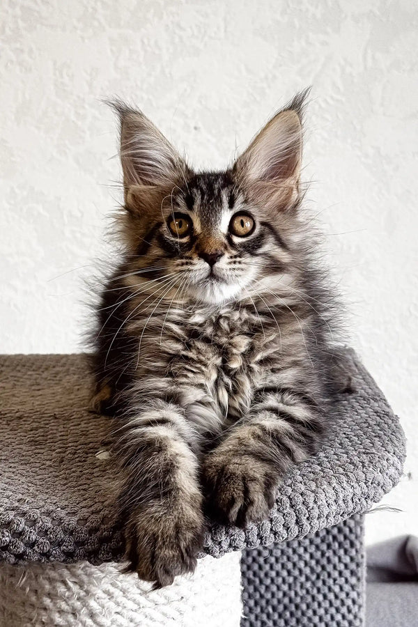 Adorable Maine Coon kitten in the Lai-la product, perfect for cat lovers everywhere