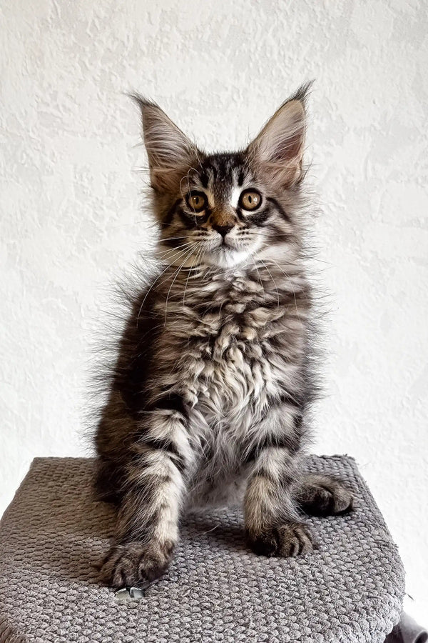 Fluffy tabby kitten named Lai-la, a charming Maine Coon cutie