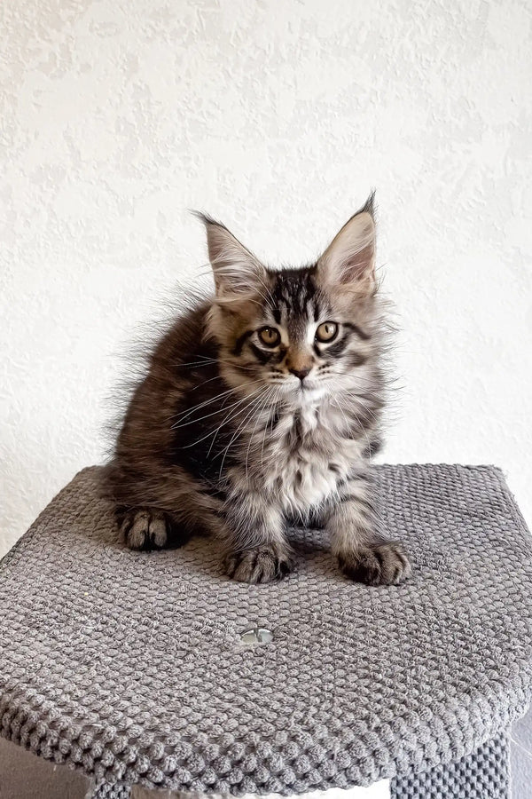 Fluffy tabby kitten Lai-la, a playful Maine Coon ready for love and adventure