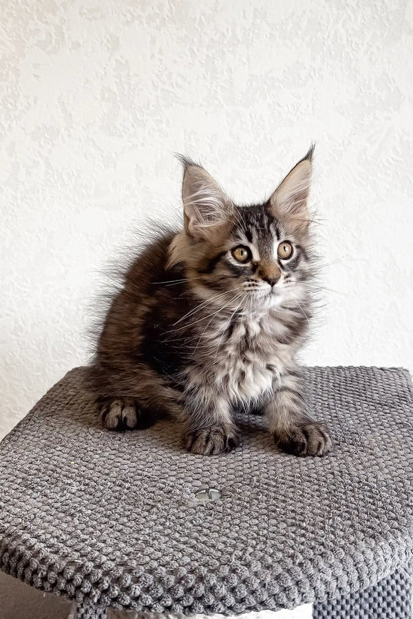 Fluffy tabby kitten from Lai-la, a playful Maine Coon cutie ready for cuddles