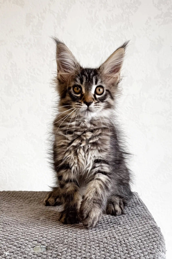 Fluffy tabby kitten from Lai-la, the adorable Maine Coon companion