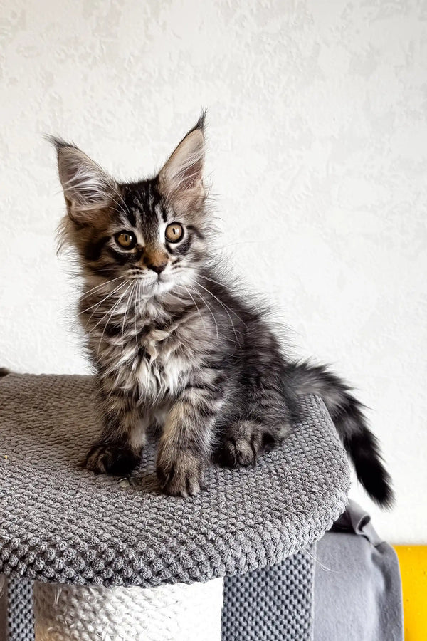 Gray tabby kitten from Lai-la Maine Coon Kitten product collection