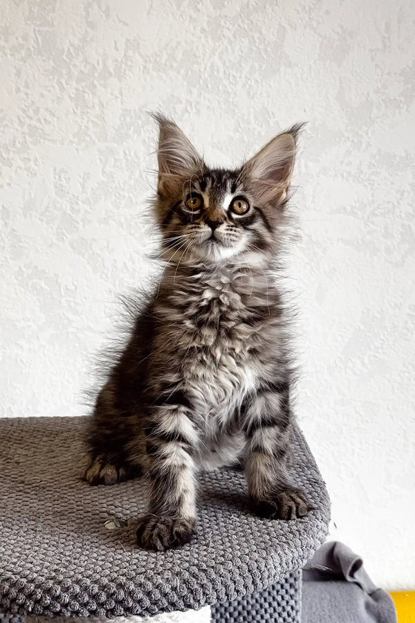 Gray tabby Maine Coon kitten from the Lai-la collection, super cute and playful!