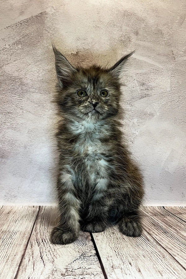 Fluffy gray and white Maine Coon kitten sitting upright, super cute and playful
