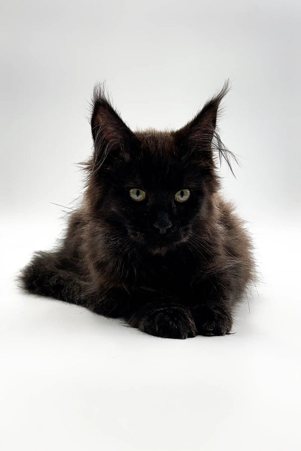 Black Maine Coon kitten with long fur and striking green eyes, named Latisha
