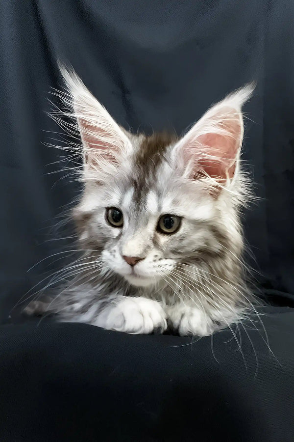 Lavanda | maine coon kitten