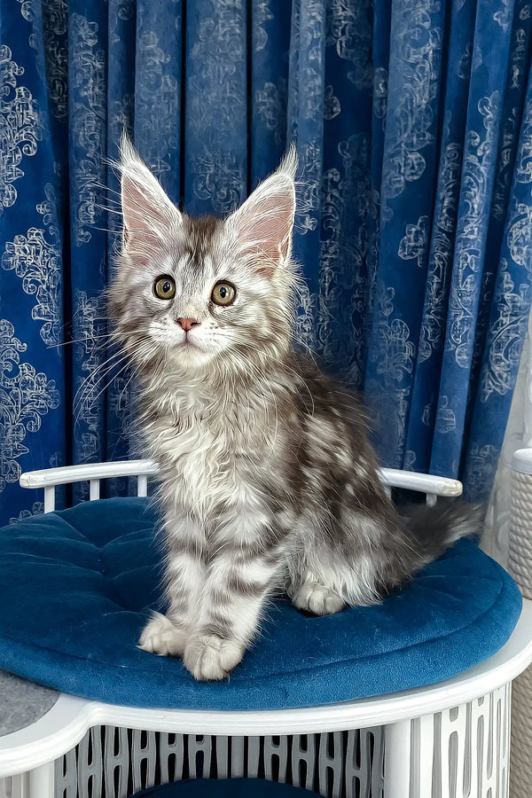 Lavanda | maine coon kitten