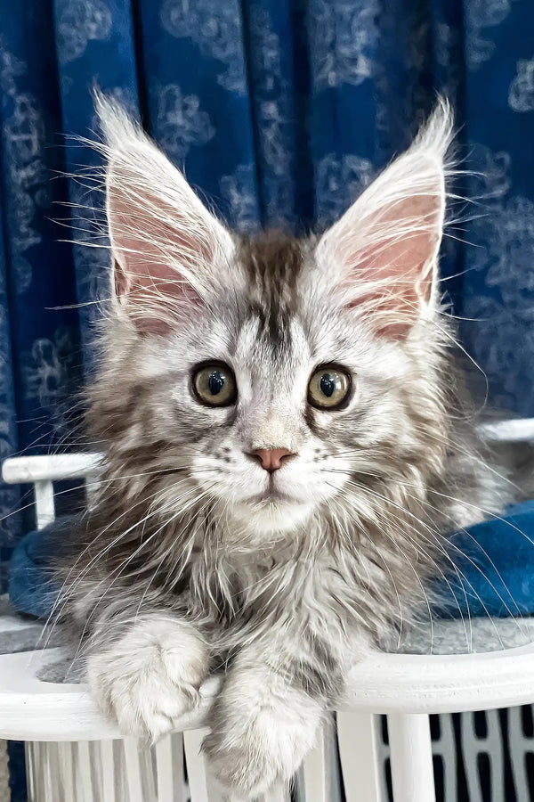 Lavanda | maine coon kitten