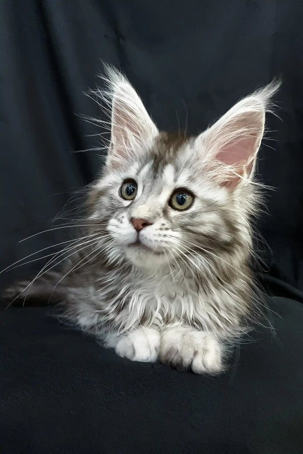 Lavanda | maine coon kitten