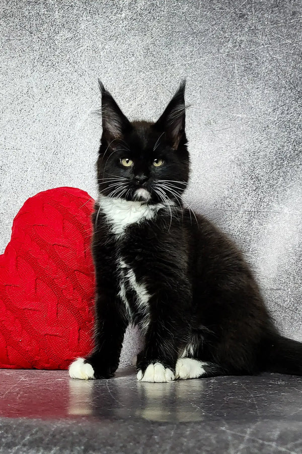 Black and white Maine Coon kitten with green eyes next to a red Santa hat