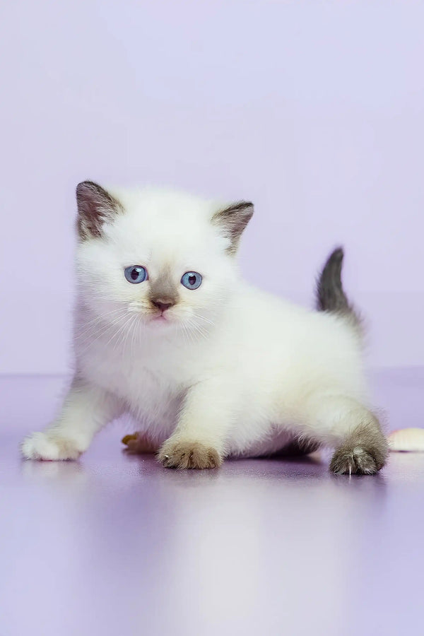 Leila | british shorthair kitten