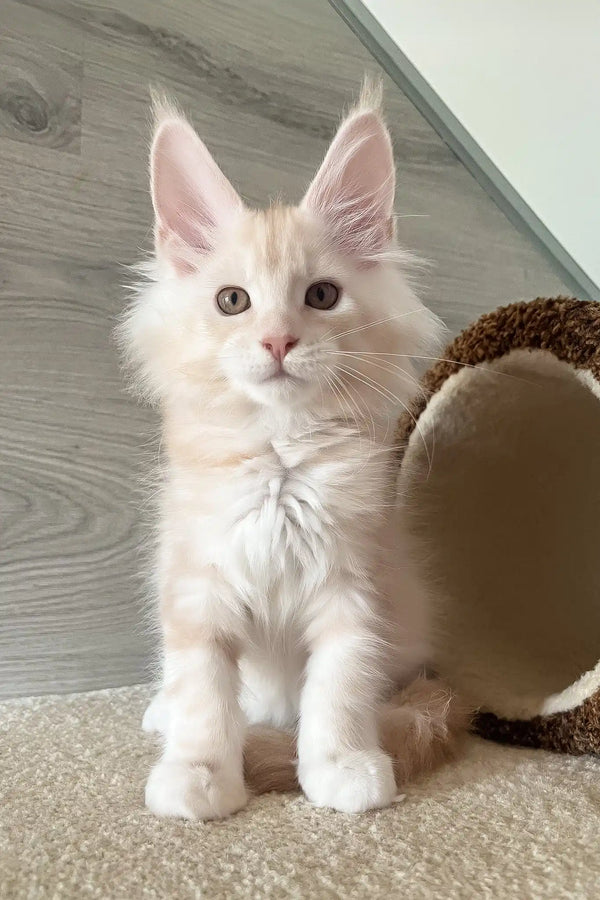 Leo | maine coon kitten