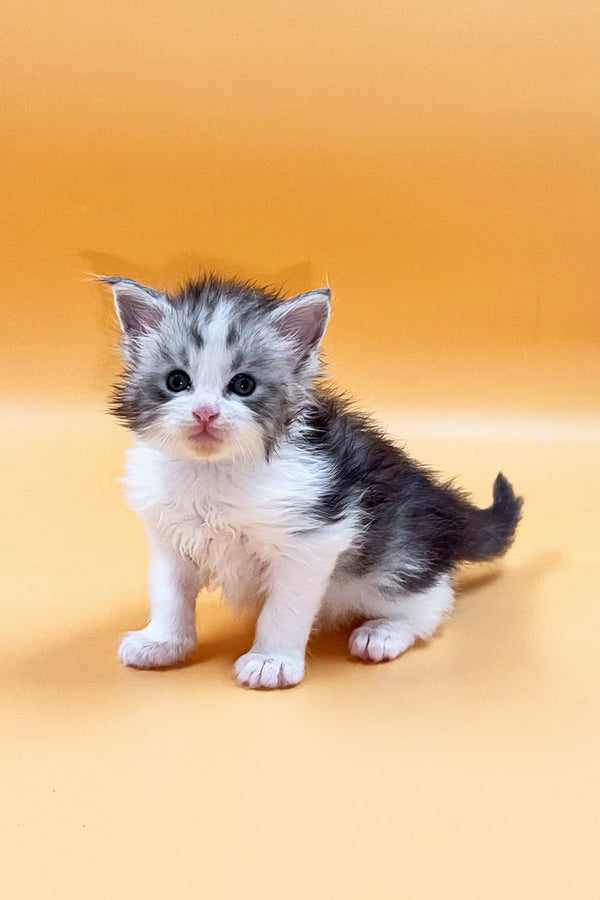 Fluffy gray and white Maine Coon kitten on a vibrant orange background