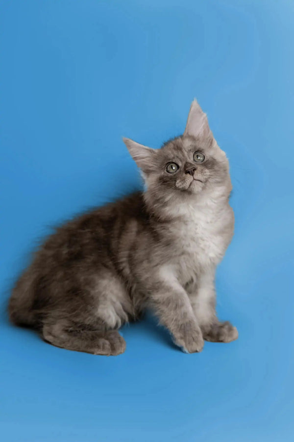 Fluffy gray Maine Coon kitten with alert eyes and pointed ears, perfect for cuddles